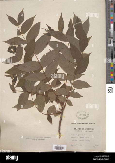 Juglans Cinerea L Stock Photo Alamy