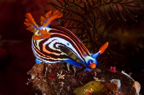 Nembrotha Aurea Nudibranch Or Sea Slug Komodo National Park Komodo