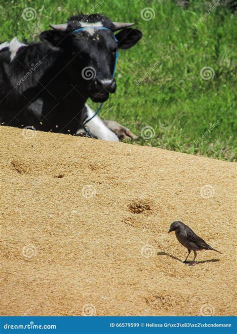The cow and the bird stock image. Image of farm, sunny - 66579599
