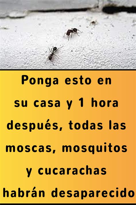 Ponga Esto En Su Casa Y Hora Despu S Todas Las Moscas Mosquitos Y