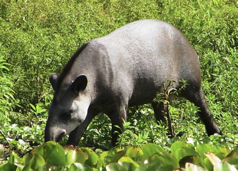 Big 5 do Pantanal Sul: veja quais são os maiores animais da planície ...