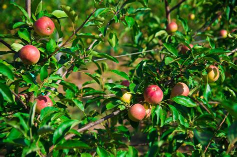 Easy To Follow Fertilising Guidelines For Apple Trees That Will Boost