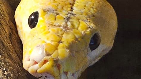 Fundraiser by R C : Help The Snake Pit Duluth Relocate