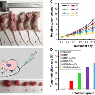 Photographs Showing The Appearance Of Tumor Body In Tumor Bearing Nude