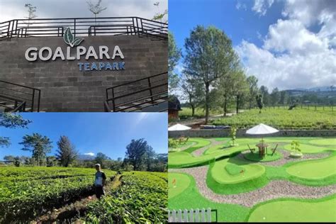 Wisata Alam Goalpara Tea Park Rasakan Sensasi Liburan Di Kebun Teh