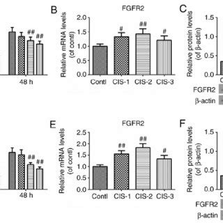 Cell Viability And Expression Of FGFR2 Following Cisplatin Treatment At