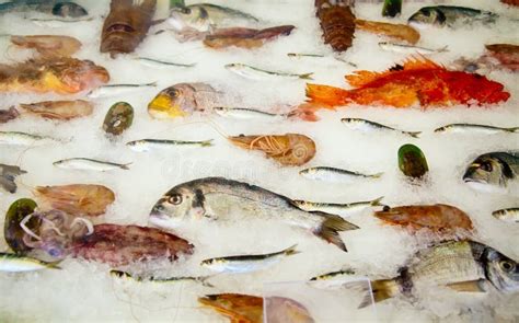 fish stored  ice stock photo image  dead meal catch