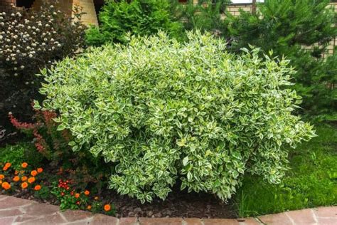 12 Best Shrubs For Clay Soil (Plus Growing Tips) - Garden Lovers Club