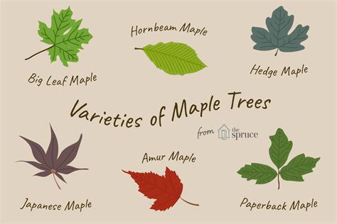 13 Beautiful Species Of Maple Trees