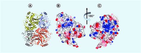 Representations Of The Enzyme Chorismate Synthase From Candida Download Scientific Diagram