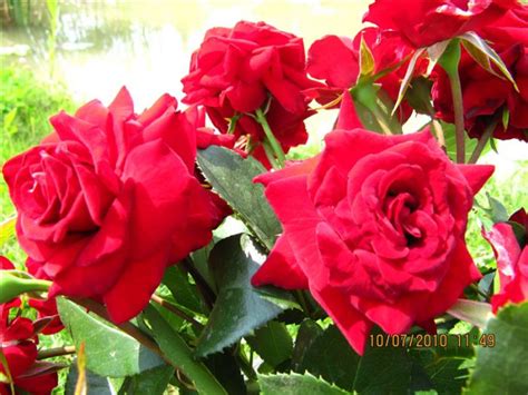 Роза Никколо Паганини Фото И Описание – Telegraph