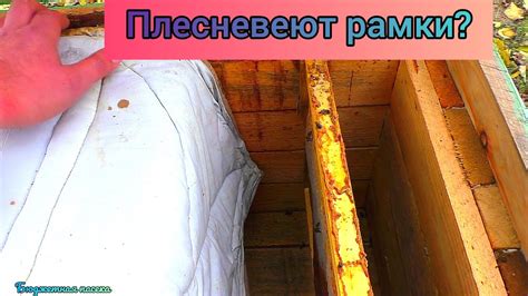 Плесневеют рамки в улье? Как не навредит пчёлам с вентиляцией. - YouTube