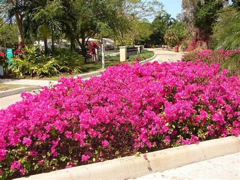 10 Bougainvillea Uses For Gardeners Landscaping With Bougainvillea