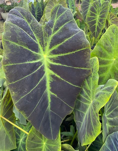 Black Beauty Colocasia Elephant Ear Tubers - Etsy