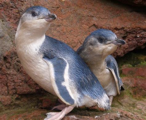 Guided Penguin Walks & Kayak Tours Akaroa – Pohatu Penguins