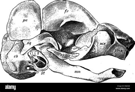 Anatomie Pratique Du Lapin Un Manuel De Laboratoire L Mentaire