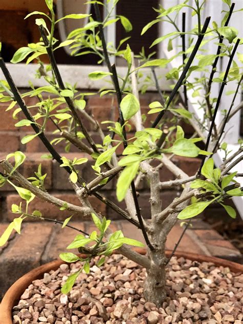 Food critics explain the authentic flavors of chile tepin slc 31