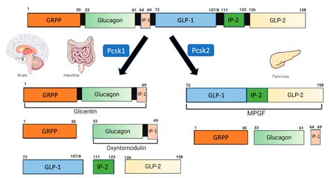 IJMS Free Full Text Anti Inflammatory Effects Of GLP 1 Receptor