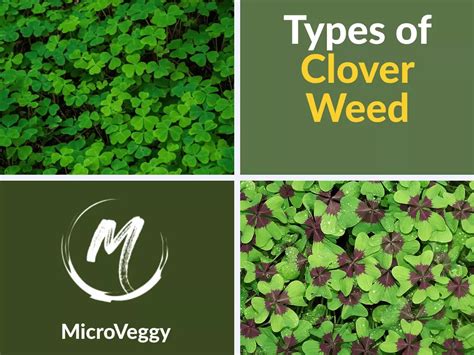 9 types of clover weeds common clover identification – Artofit