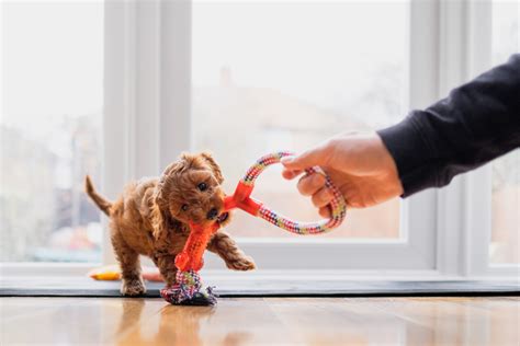 dog training north bondi sit stay training book  petboost