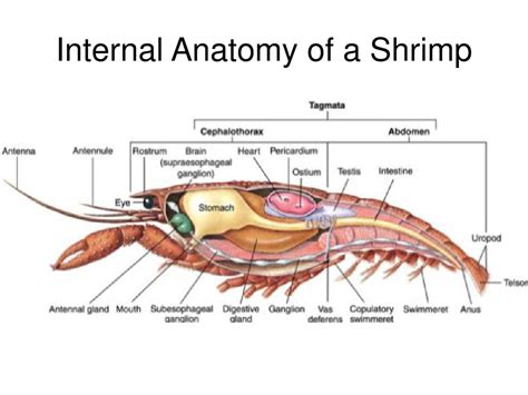 Module 12 Arthropods February 11, ppt download