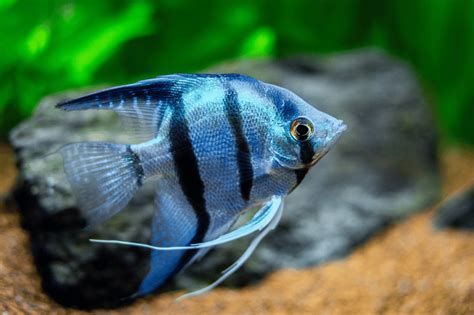 Philippine Blue Angelfish Care Tips For Vibrant Aquariums