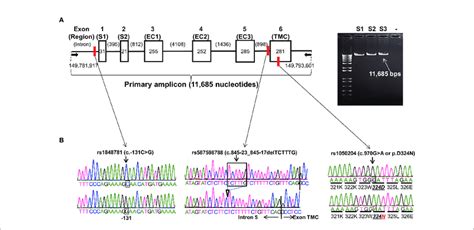 fcgra gene structure  variants  fcgra gene nc
