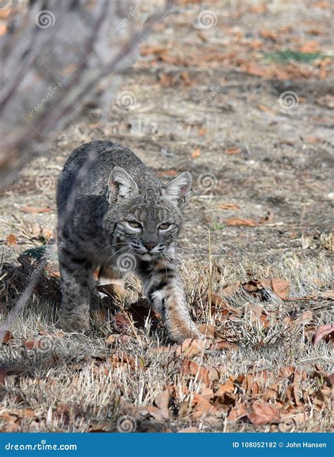 Bobcat Hunting Stock Photo Image Of Feline Wildlife 108052182