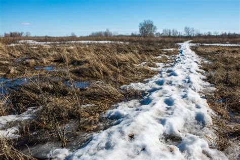 Snow Melts and Accumulated Melt Water Forms a Swamp Stock Photo - Image ...