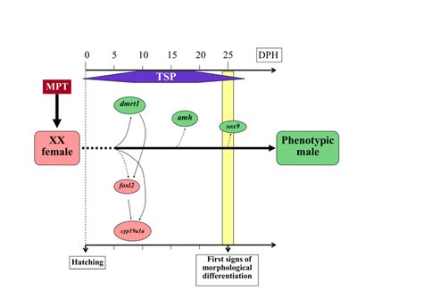 Putative Pathway Of Temperature Induced Sex Reversal Of Xx Females