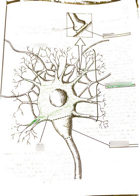 Neural conduction through dendrites and cell body Diagram | Quizlet