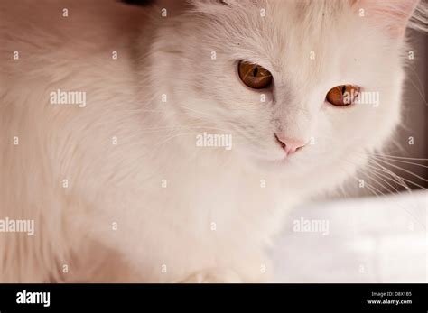 White Persian Cat Stock Photo Alamy