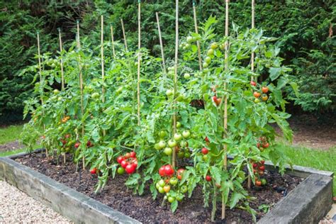 Come Coltivare Pomodori In Orto E In Vaso Tecniche E Suggerimenti Utili