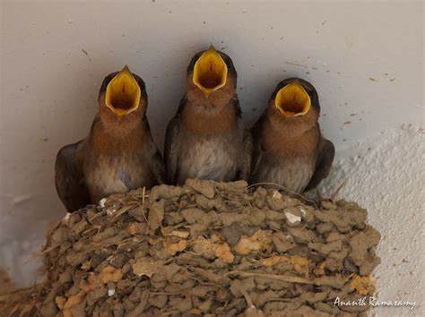 House Swallows Are Closely Associated With Human Habitations Building