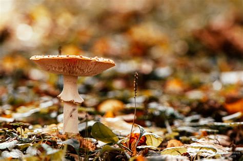 Красавчик, уморивший много мух - Фотоблог: наблюдаю и ловлю моменты ...
