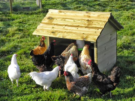 Flyte So Fancy Gimme Shelter Chicken Shelters For The Garden And Paddock