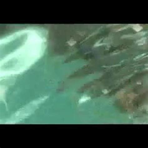 Amber Lynn Bach Underwater Blowjob Free Porn 54 XHamster XHamster