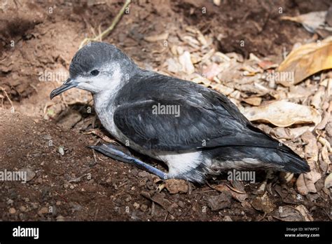 Juvenile Little Shearwater Puffinus Assimilis On The Ground Near Its