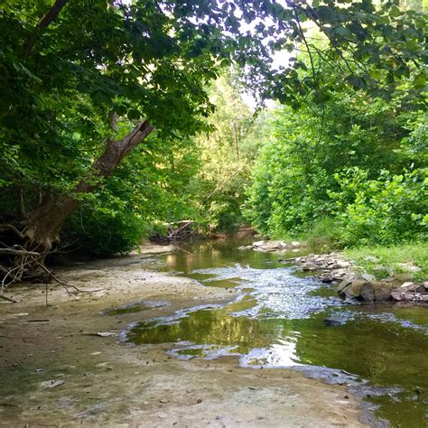 Scenic River in Lush Green Forest