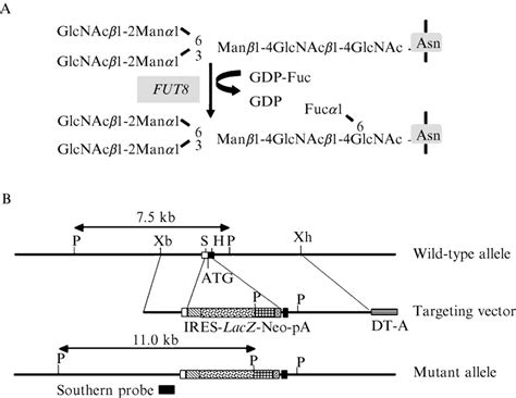 Reaction Pathway Of Core Fucose Synthesis And Targeted Disruption Of