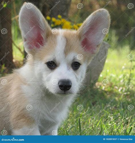 Serious corgi stock image. Image of welsh, pembroke - 102891837