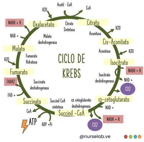 Mapa Mental Ciclo De Krebs - Planilha De Diagrama Do Ciclo De Krebs Ciclo De Krebs Mapa Mental