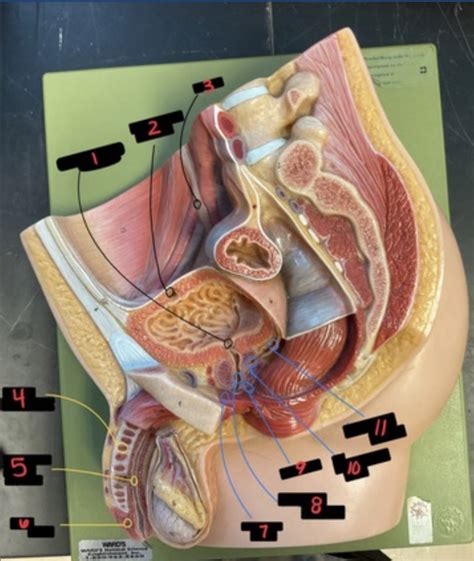 Male Repro Diagram Quizlet