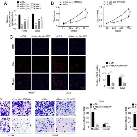 Hsa Circ Silencing Suppresses Nsclc Cell Proliferation