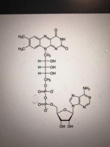 Chm Coenzymes For Final Acs Flashcards Quizlet