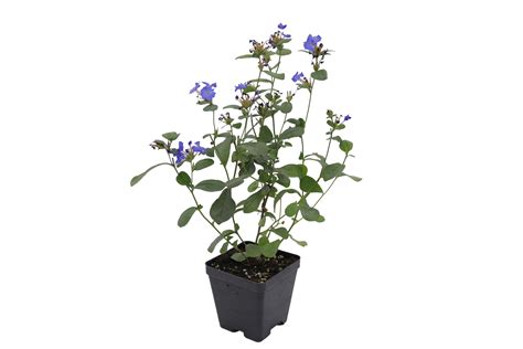 Amazon.com : Greenwood Nursery: Live Ground-Cover Plants - Dwarf