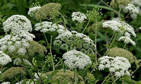 5 Reasons Poison Hemlock Is Dangerous Lawn Care Extraordinaire