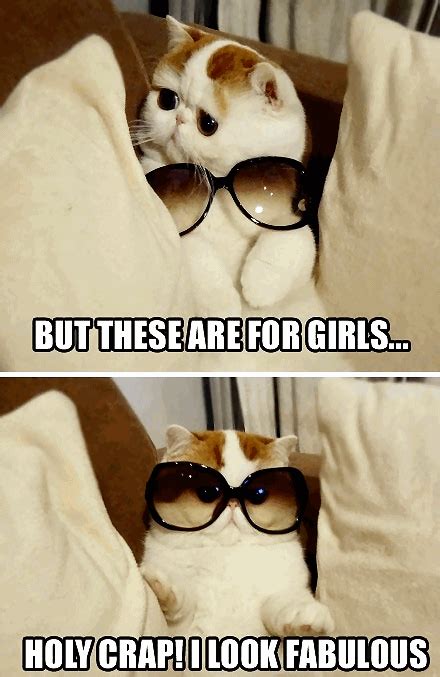 Funny Cat With Glasses Meme - Cat Mania