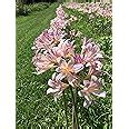 Amazon Bareroot Pink Spider Lily Surprise Lily Naked Lady Lily