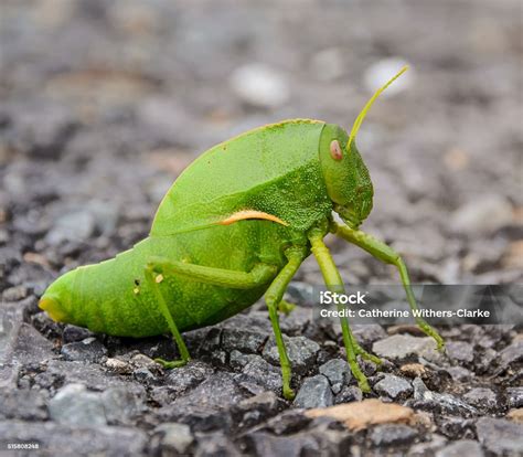 Green Bladder Grasshopper Stock Photo Download Image Now Africa